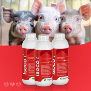 Isocox